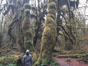 Hoh Rainforest and Hall Of Mosses