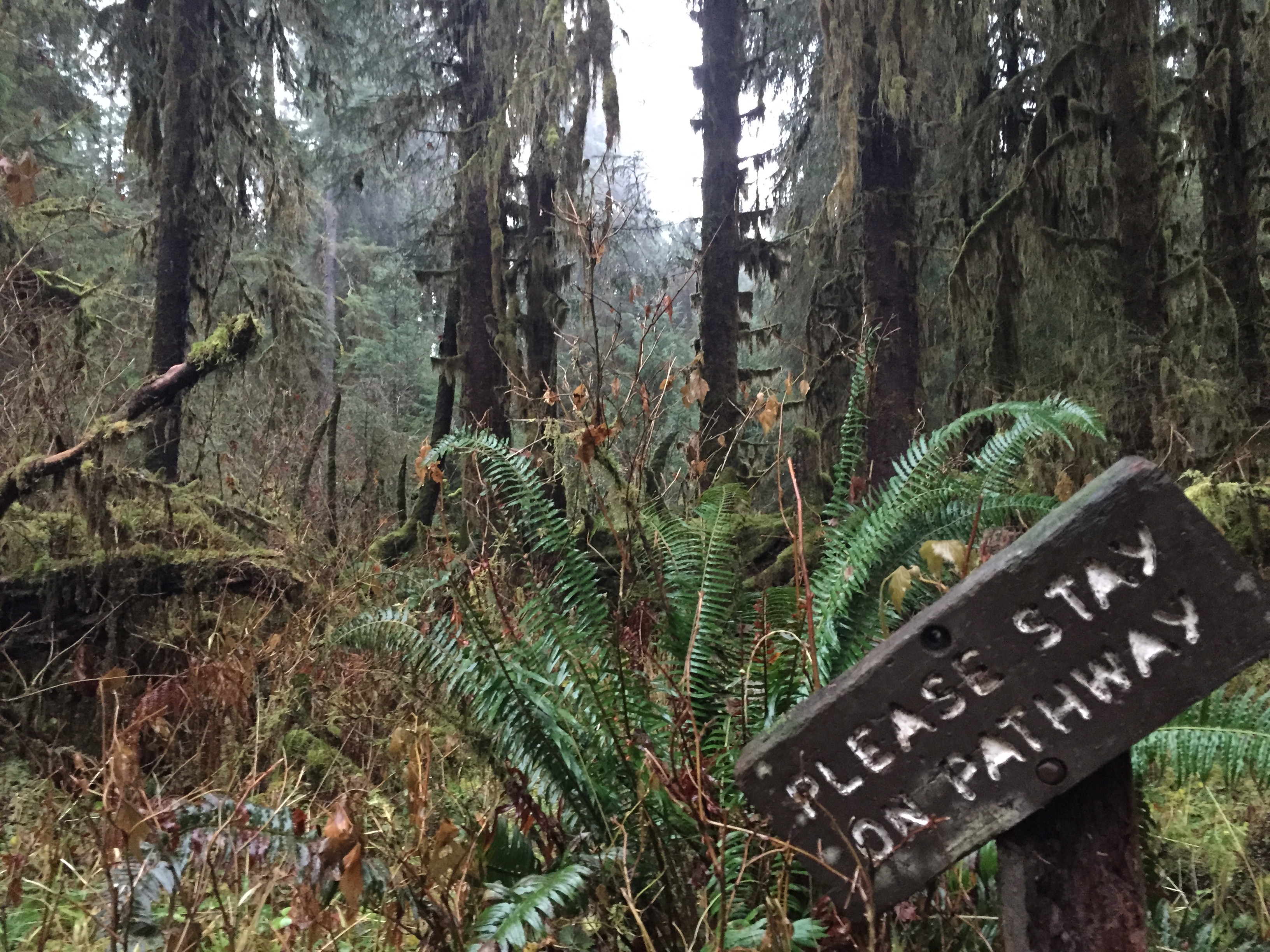 Hoh Rainforest and Hall Of Mosses