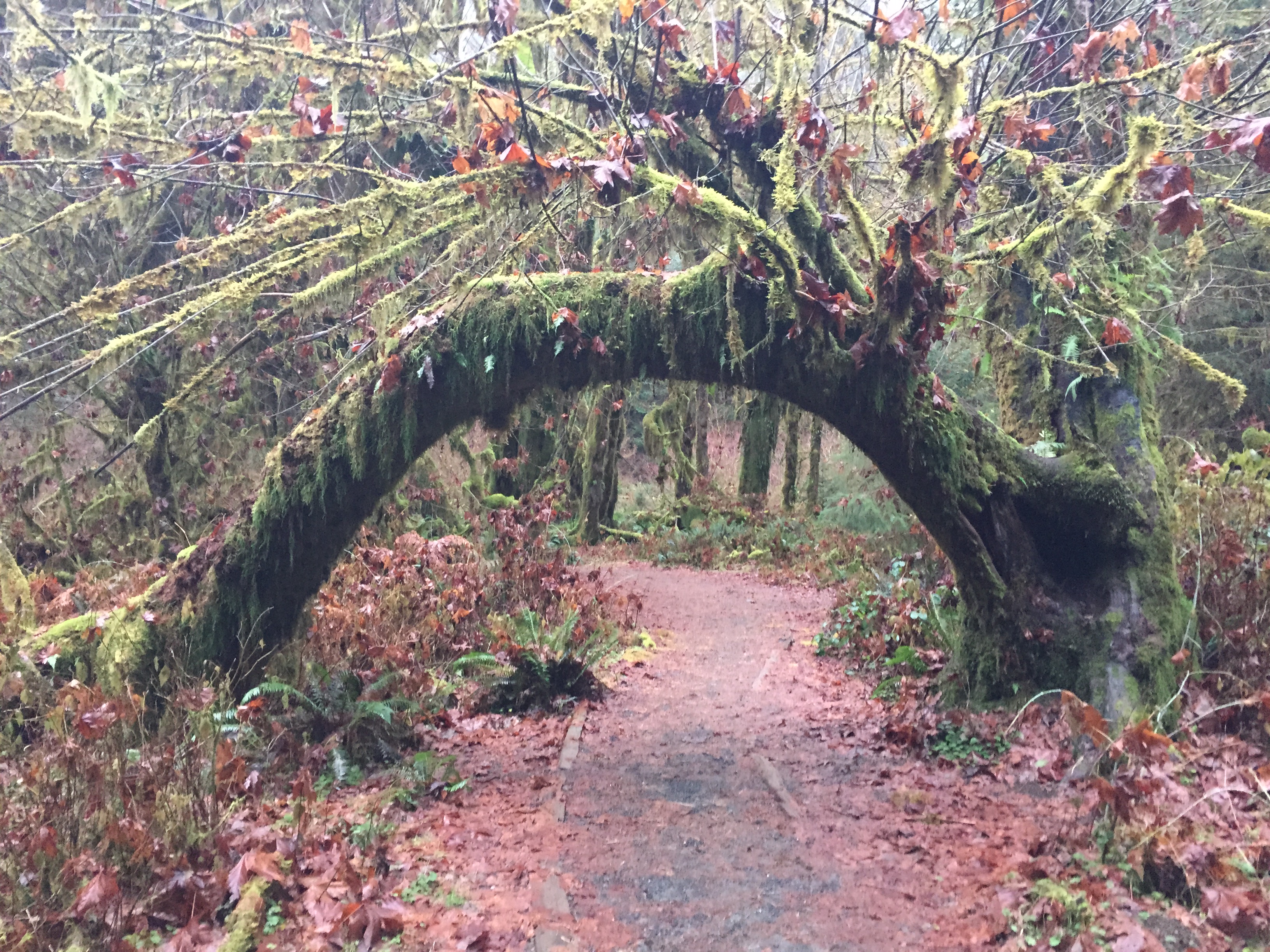 Hoh Rainforest and Hall Of Mosses