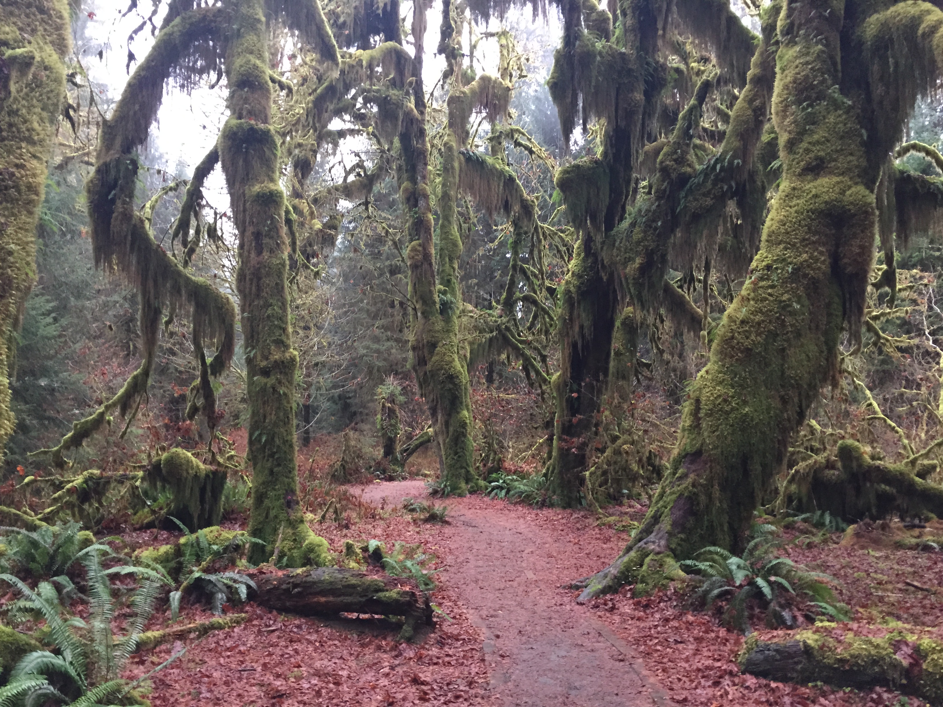 Hoh Rainforest and Hall Of Mosses