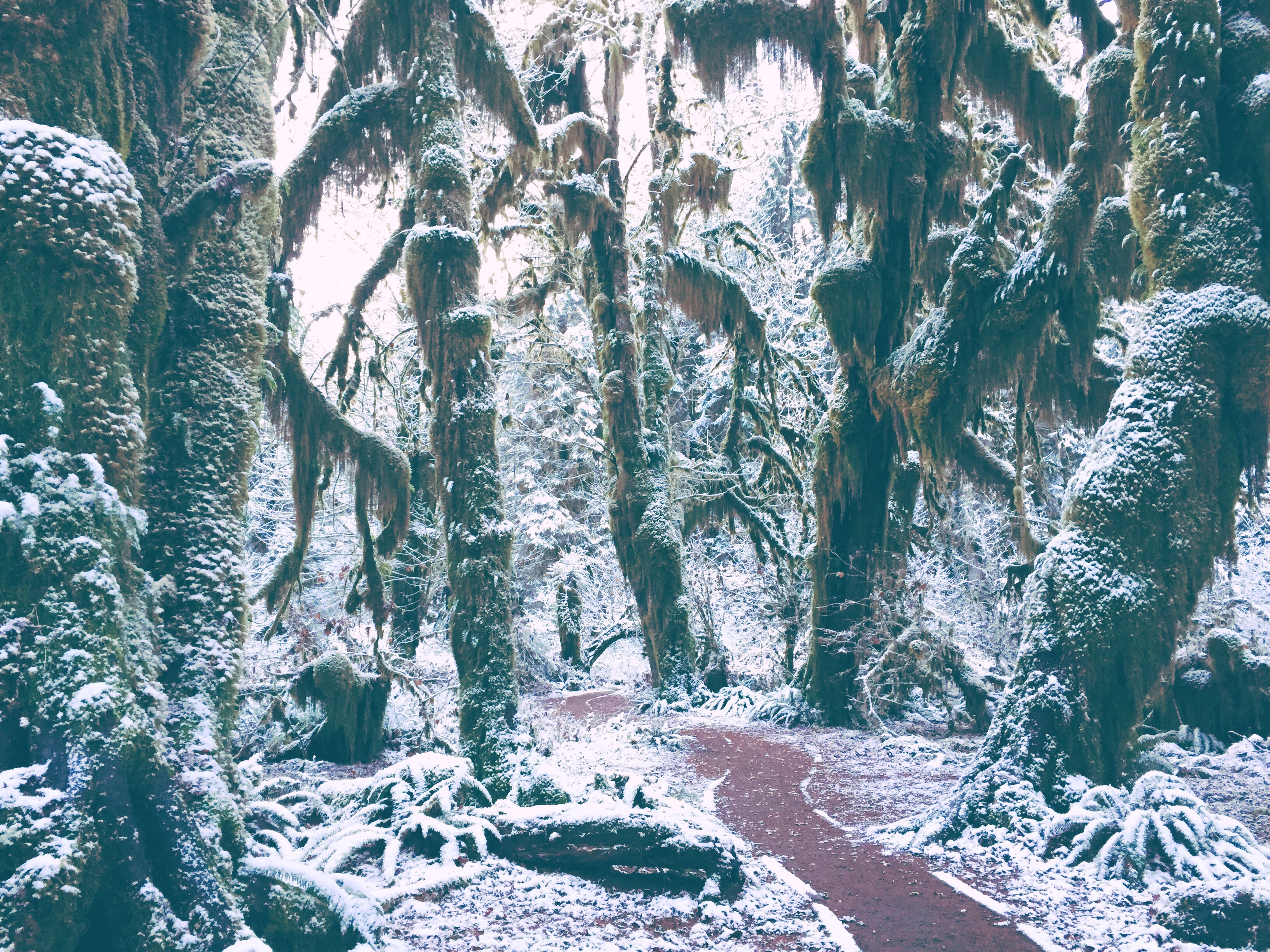 Hoh Rainforest and Hall Of Mosses