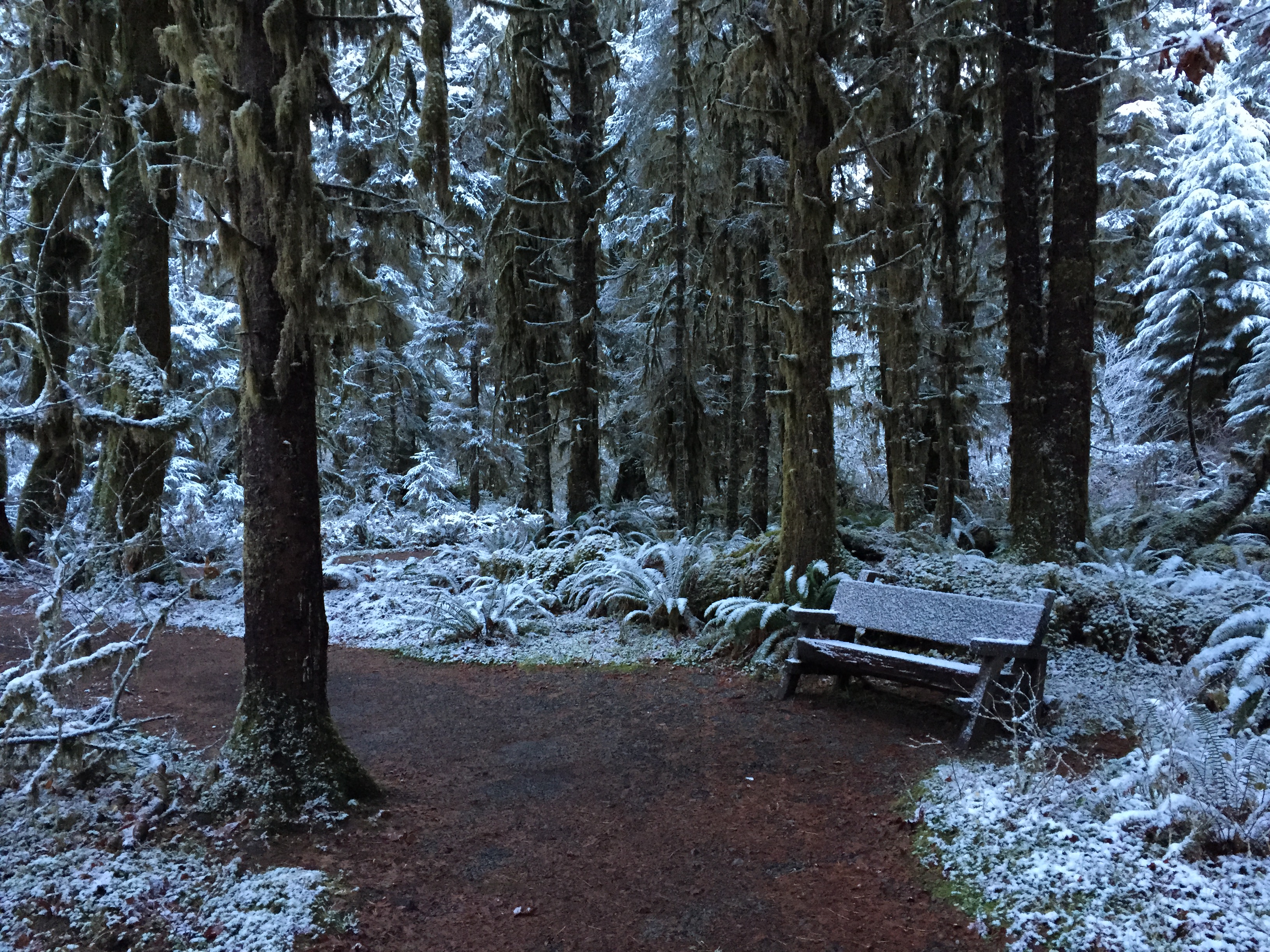 Hoh Rainforest and Hall Of Mosses