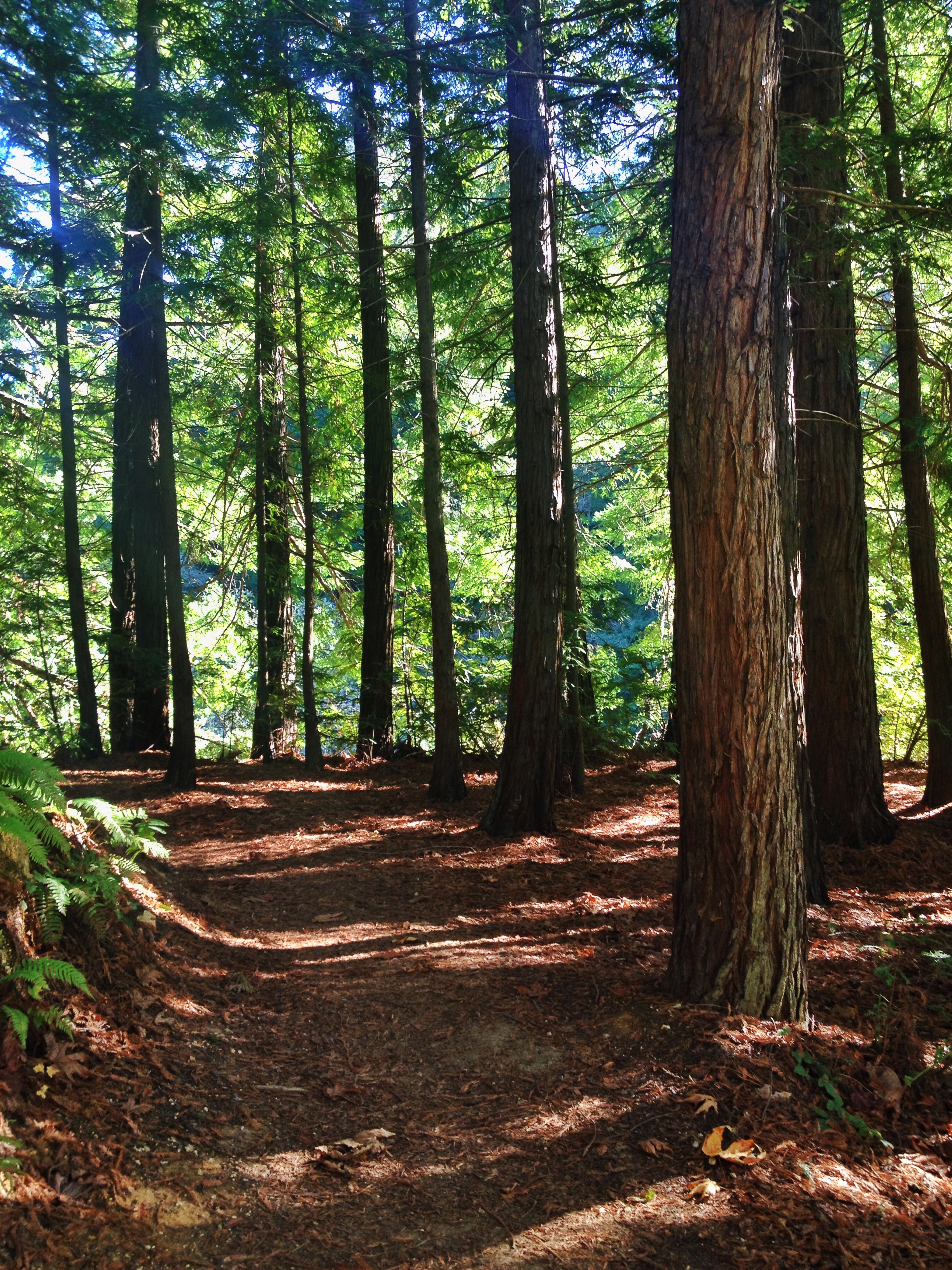 Whittemore Gulch and Harkins Ridge Loop Trail	