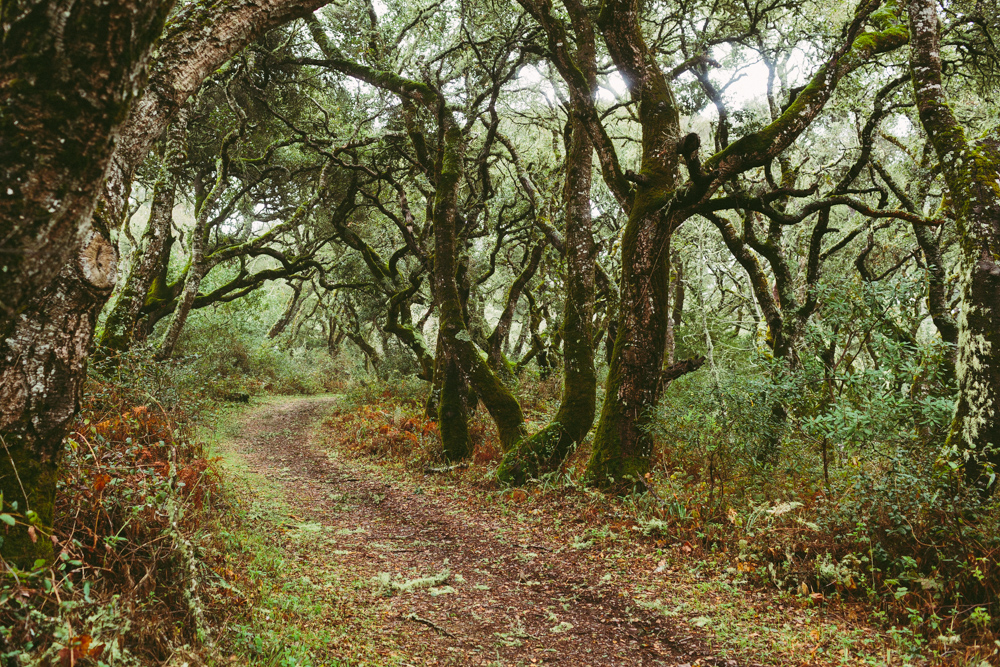 Andrew Molera State Park Loop