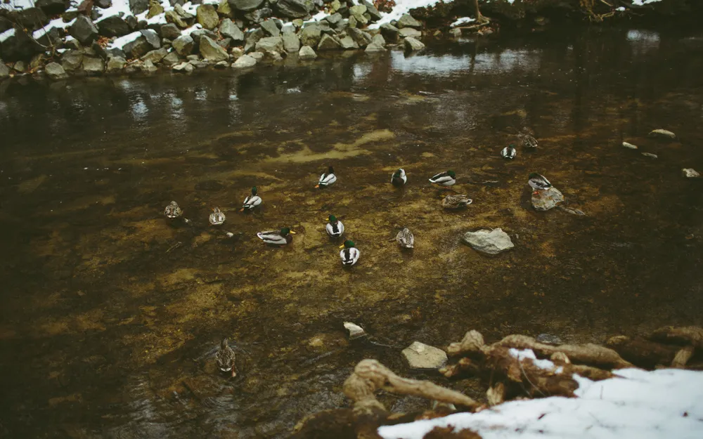 Hike Valley Forge