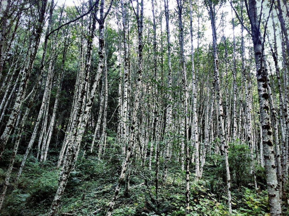 Rattlesnake Mountain Trail