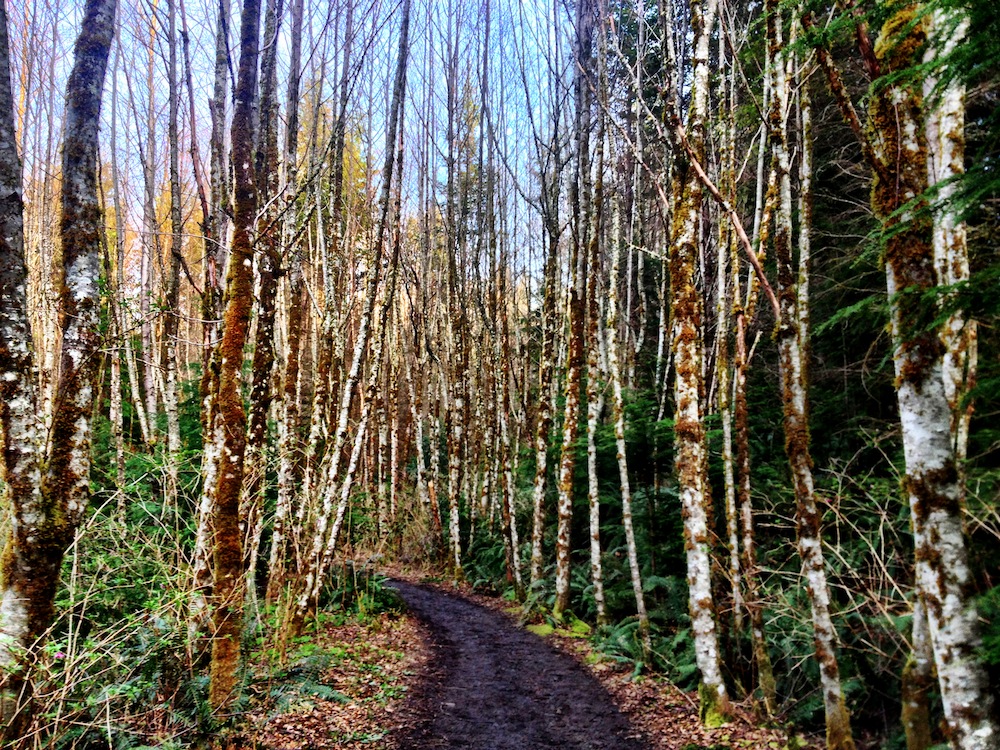 Rattlesnake Mountain Trail