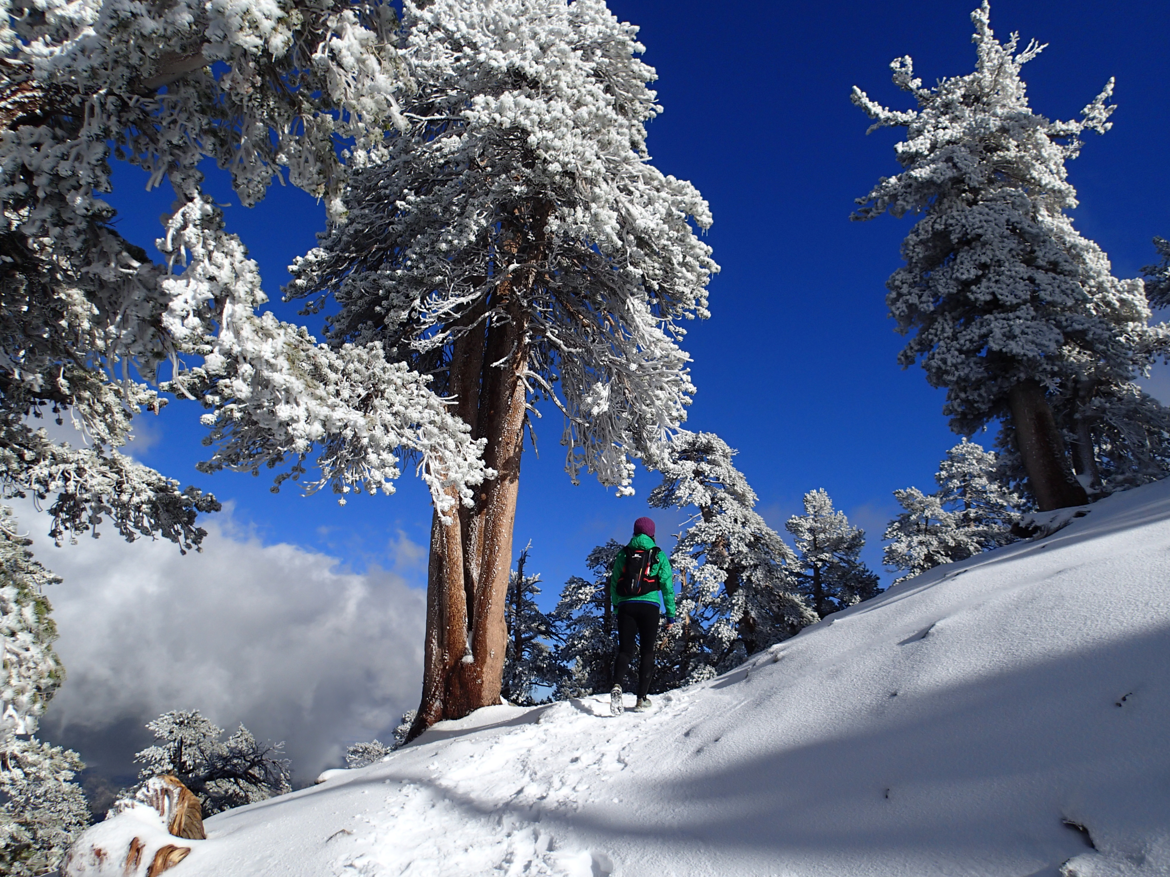 Summit Mt. Baden-Powell