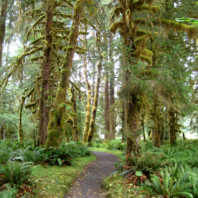 Hike the Hall of Mosses