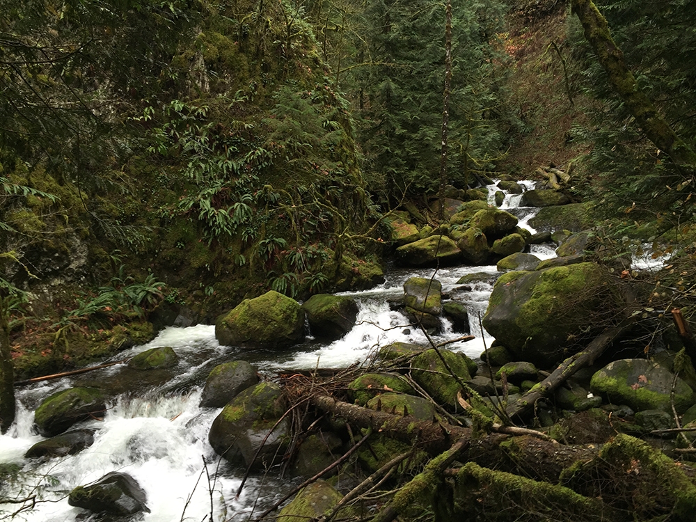 Larch Mountain's Summit