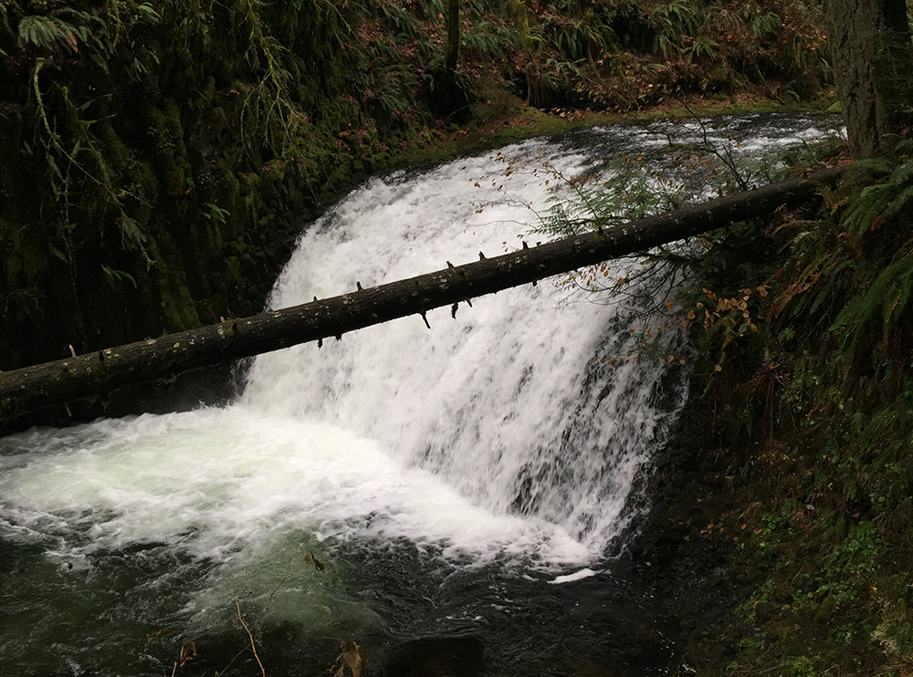 Larch Mountain's Summit