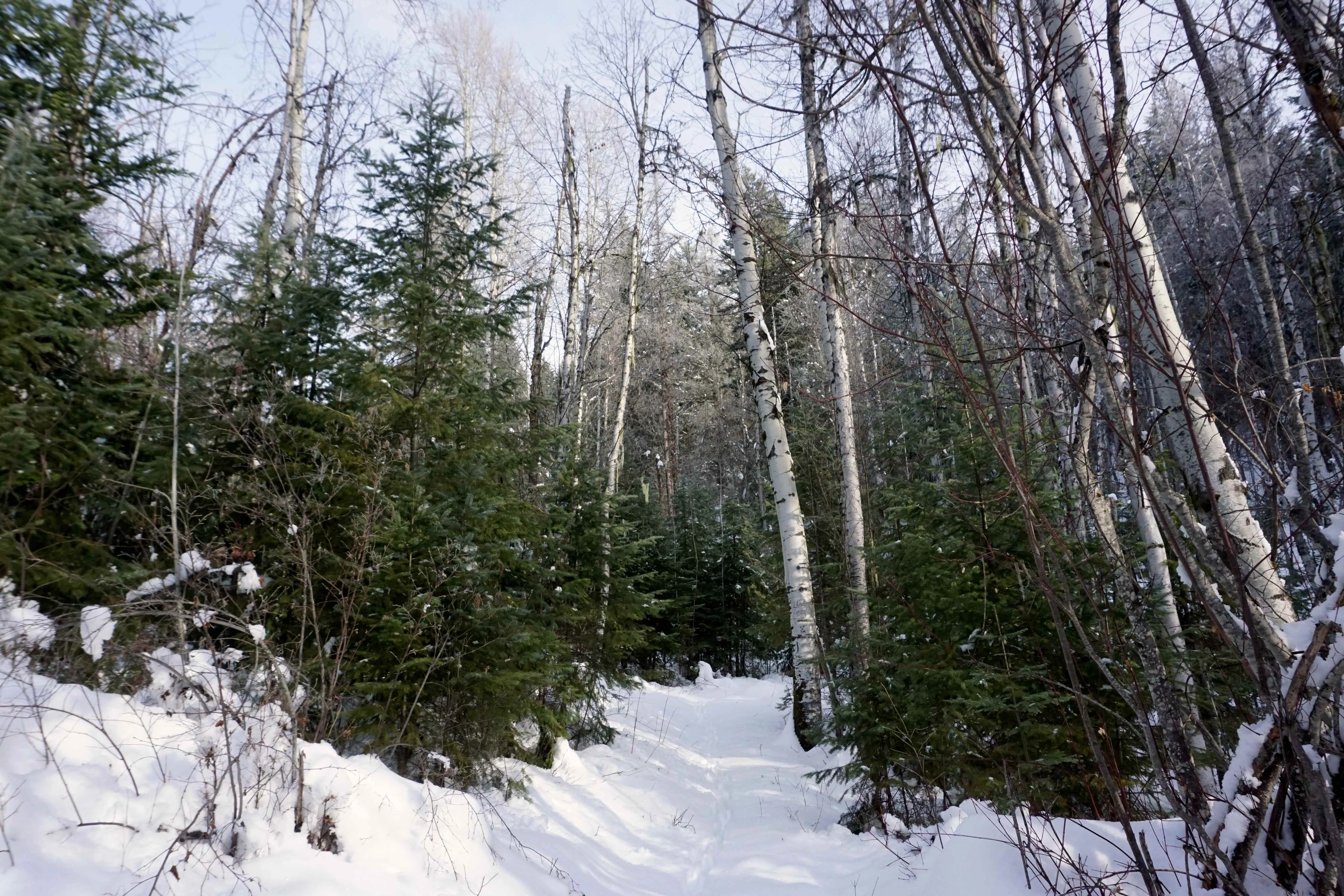 Snowshoe Sullivan Lake