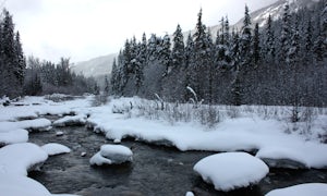 Explore the Cheakamus Forest on Snowshoes