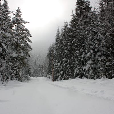 Explore the Cheakamus Forest on Snowshoes