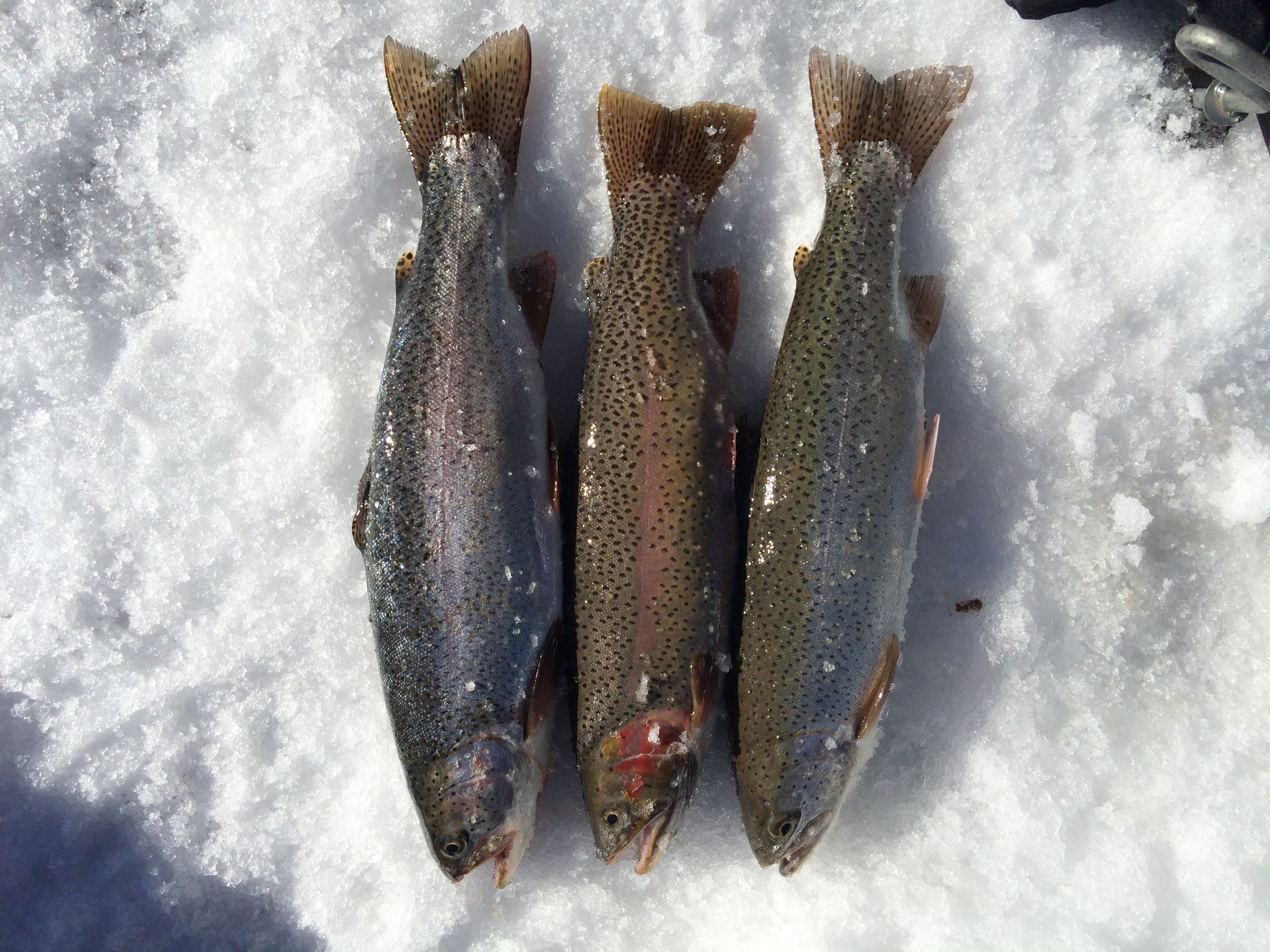 Ice Fishing Antero Reservoir 