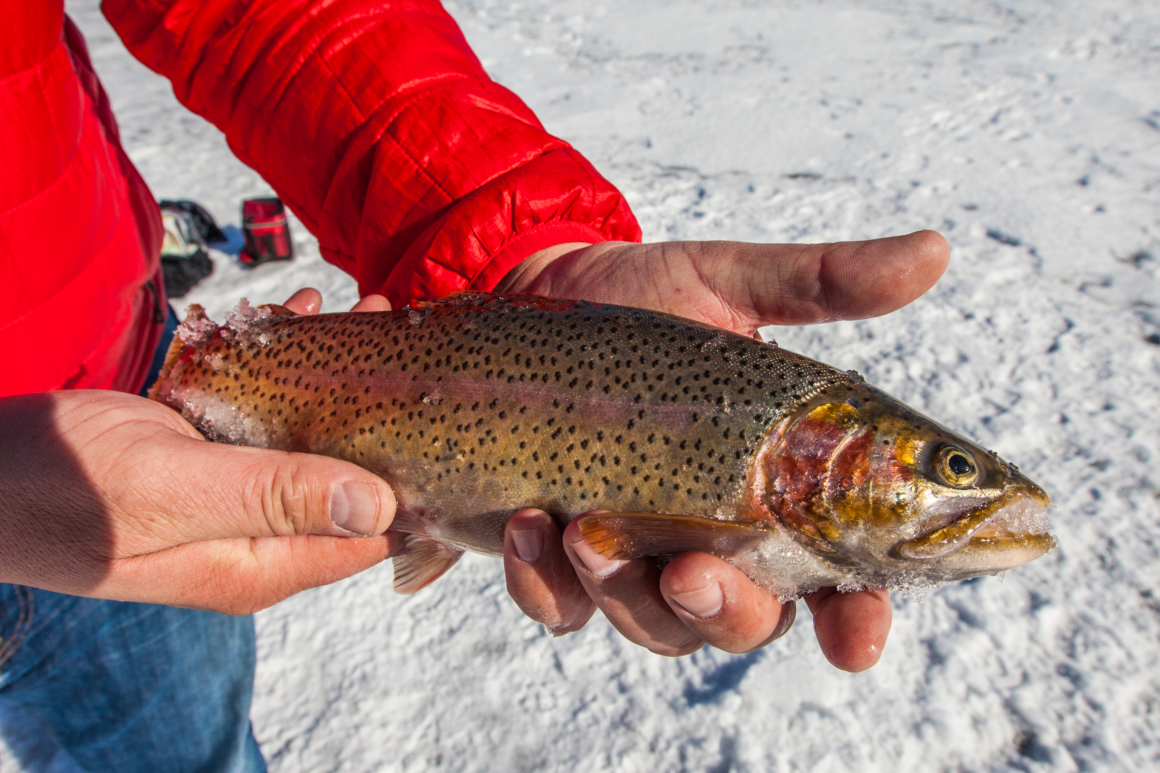 Ice Fishing Antero Reservoir 