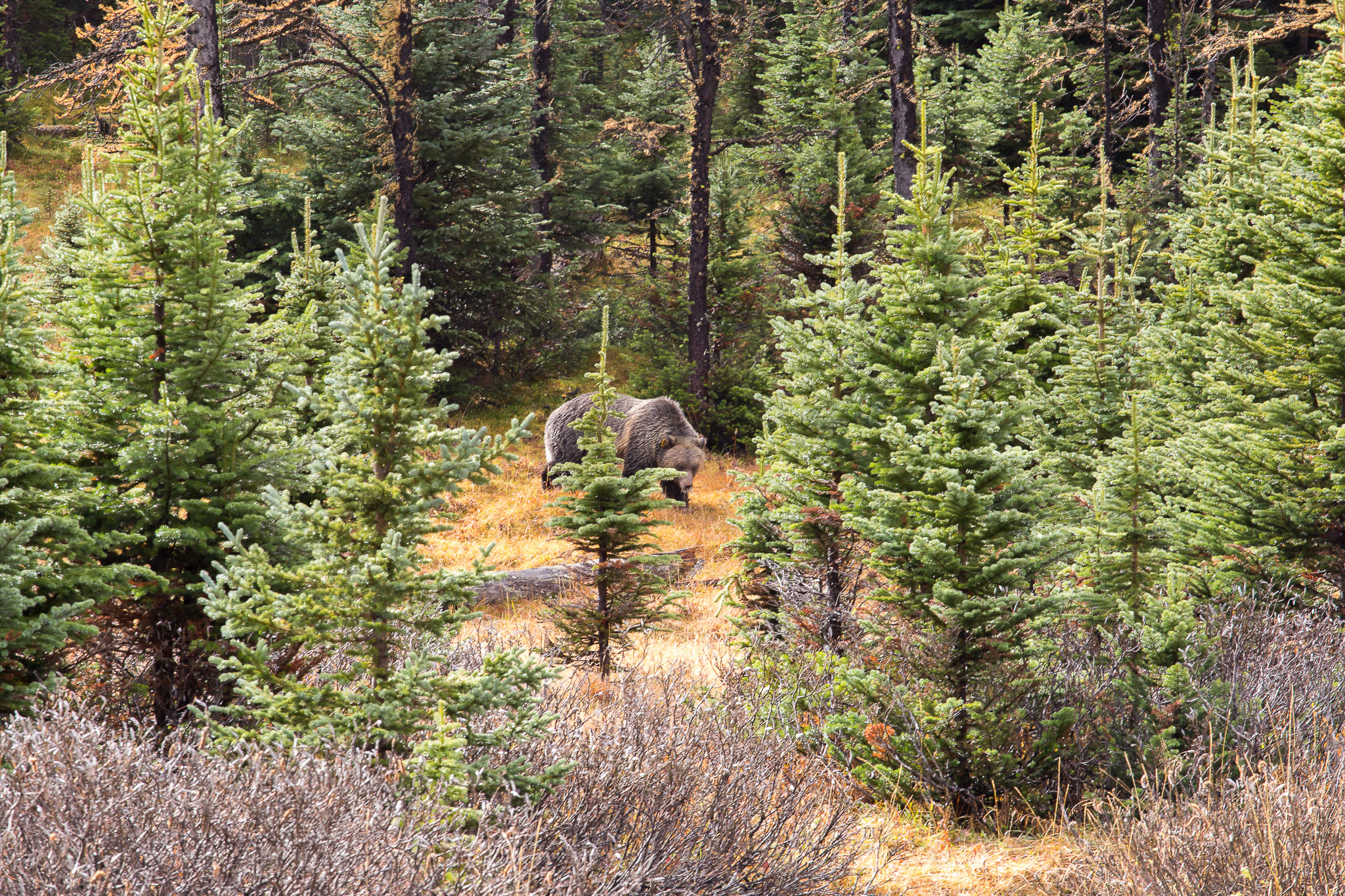 Larch Valley Trail to Minnestimma Lakes