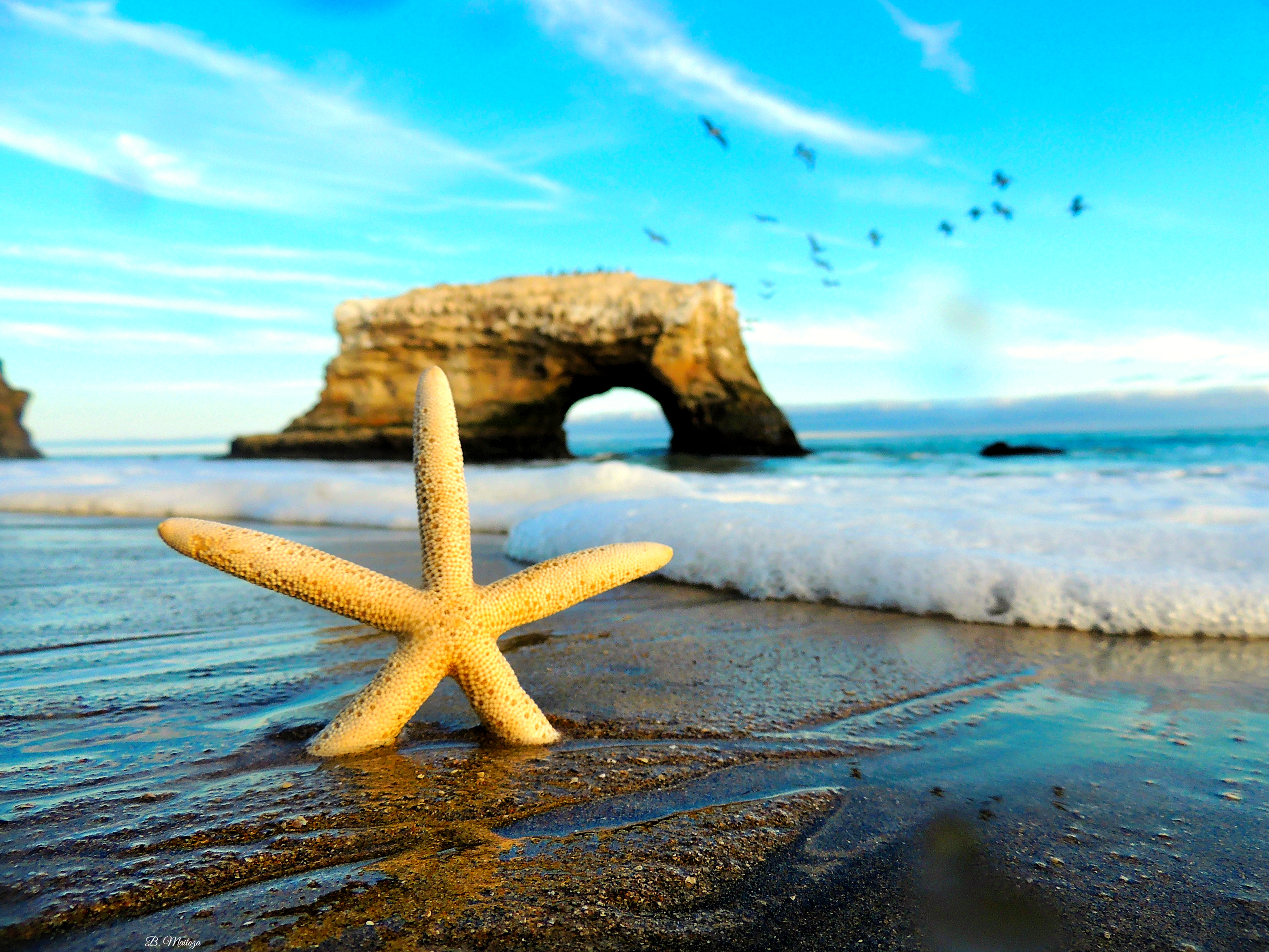 Natural Bridges State Beach