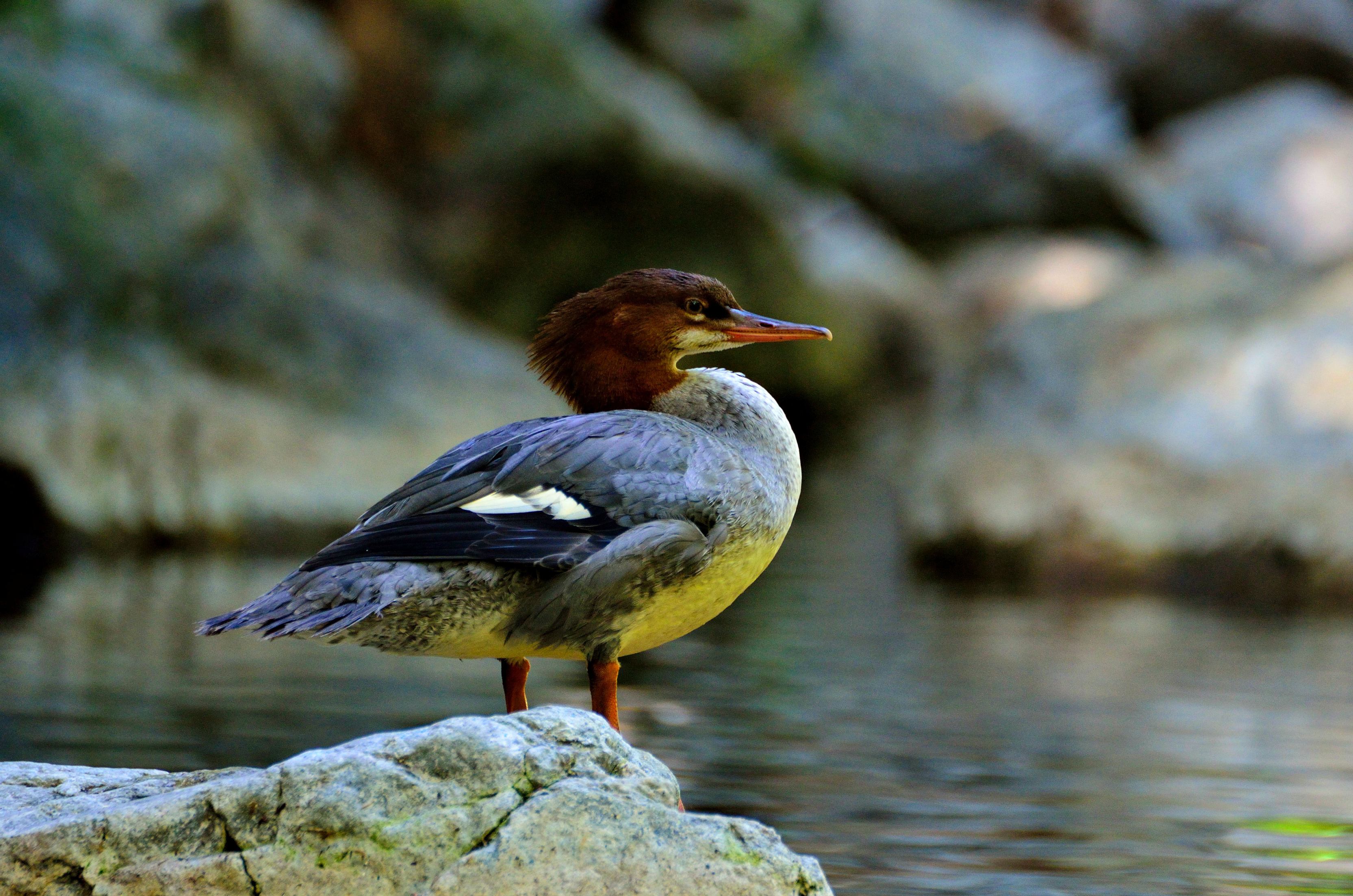 Big Sur River Gorge