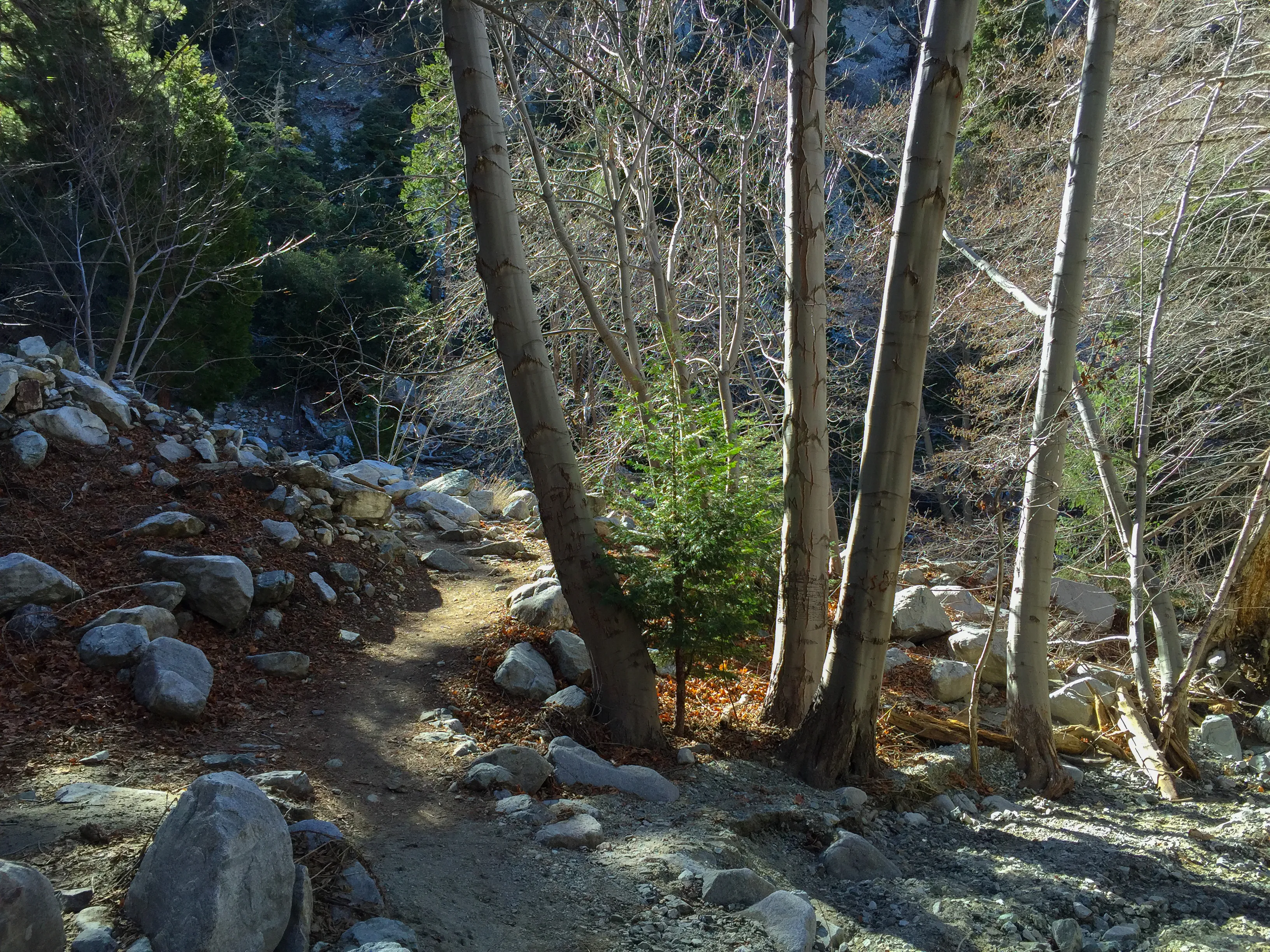 Icehouse Saddle via Icehouse Canyon Trail