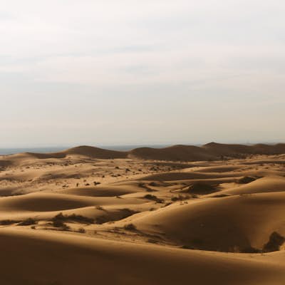 Explore the Algodones Sand Dunes