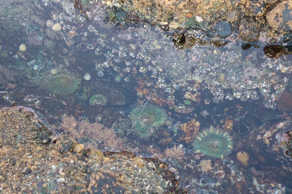 Photo of Explore Tide Pools at Dana Point