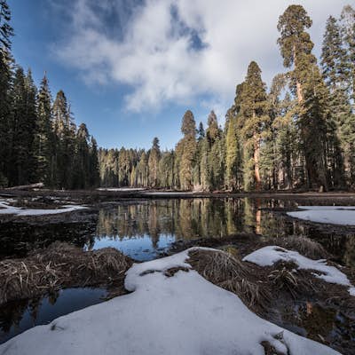 2-day Sequoia National Park Winter Trip