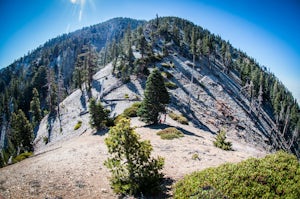 Cucamonga Peak via Icehouse Canyon