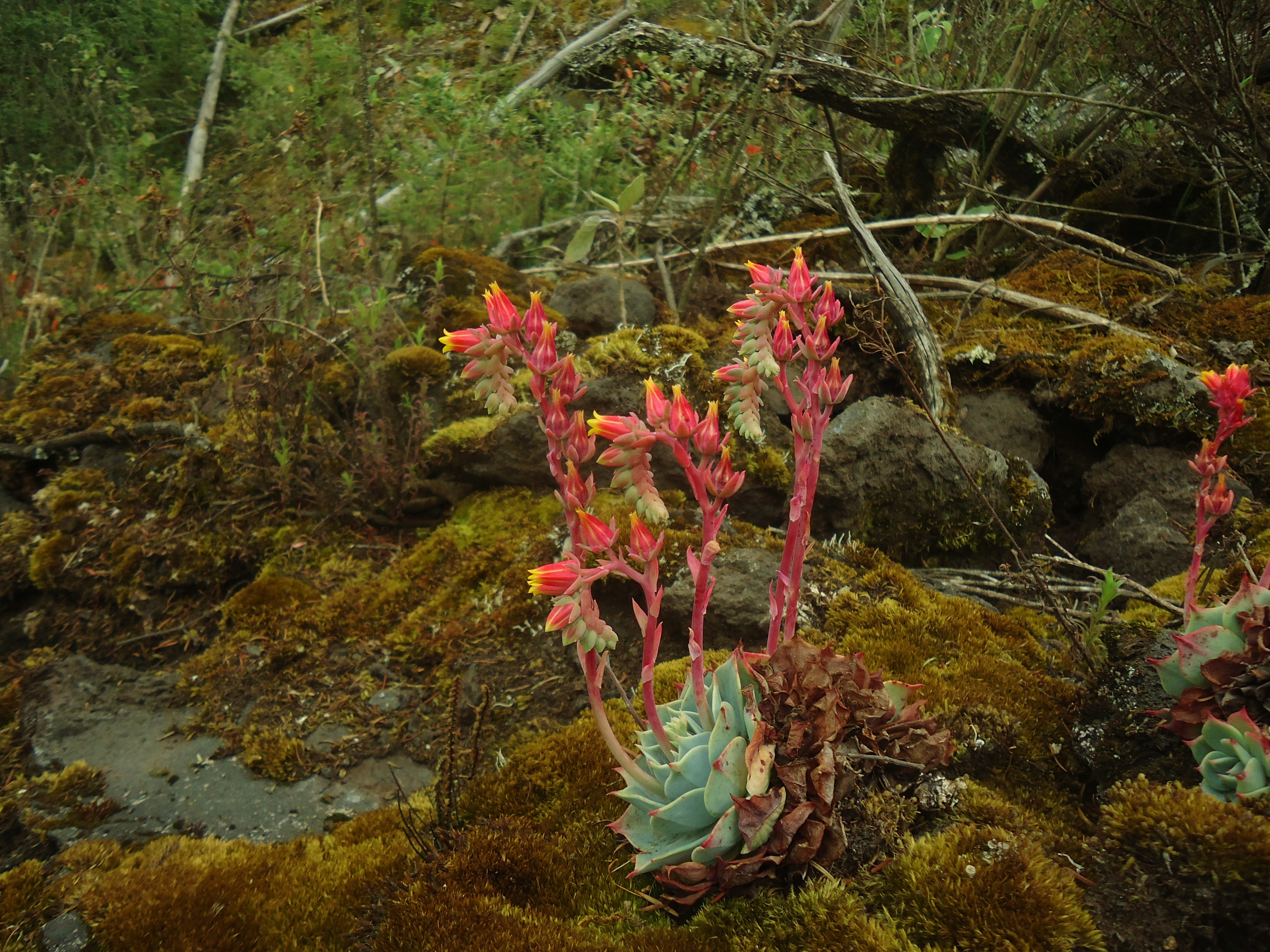 Hiking to Chichinautzin Volcano