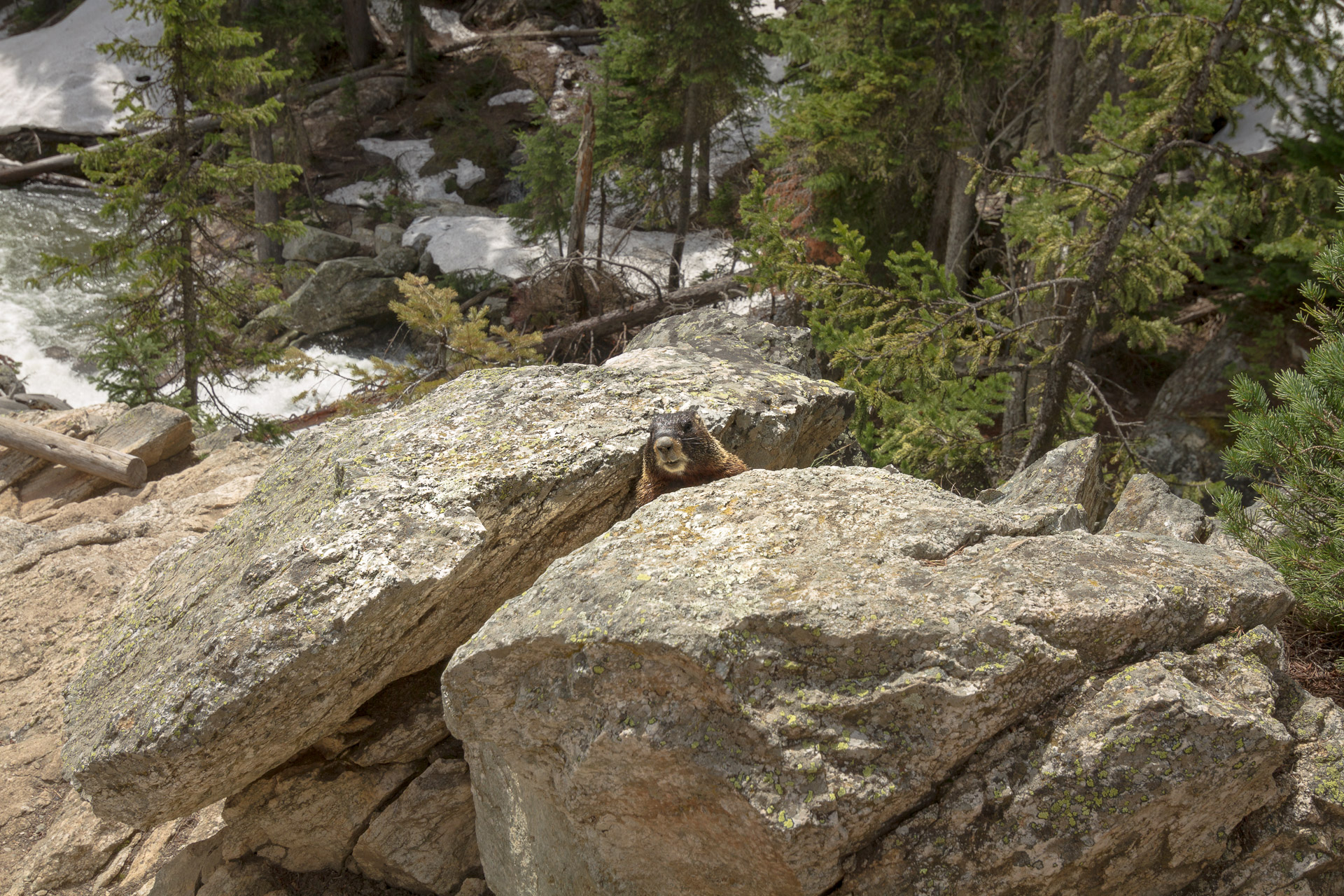Jenny Lake Loop
