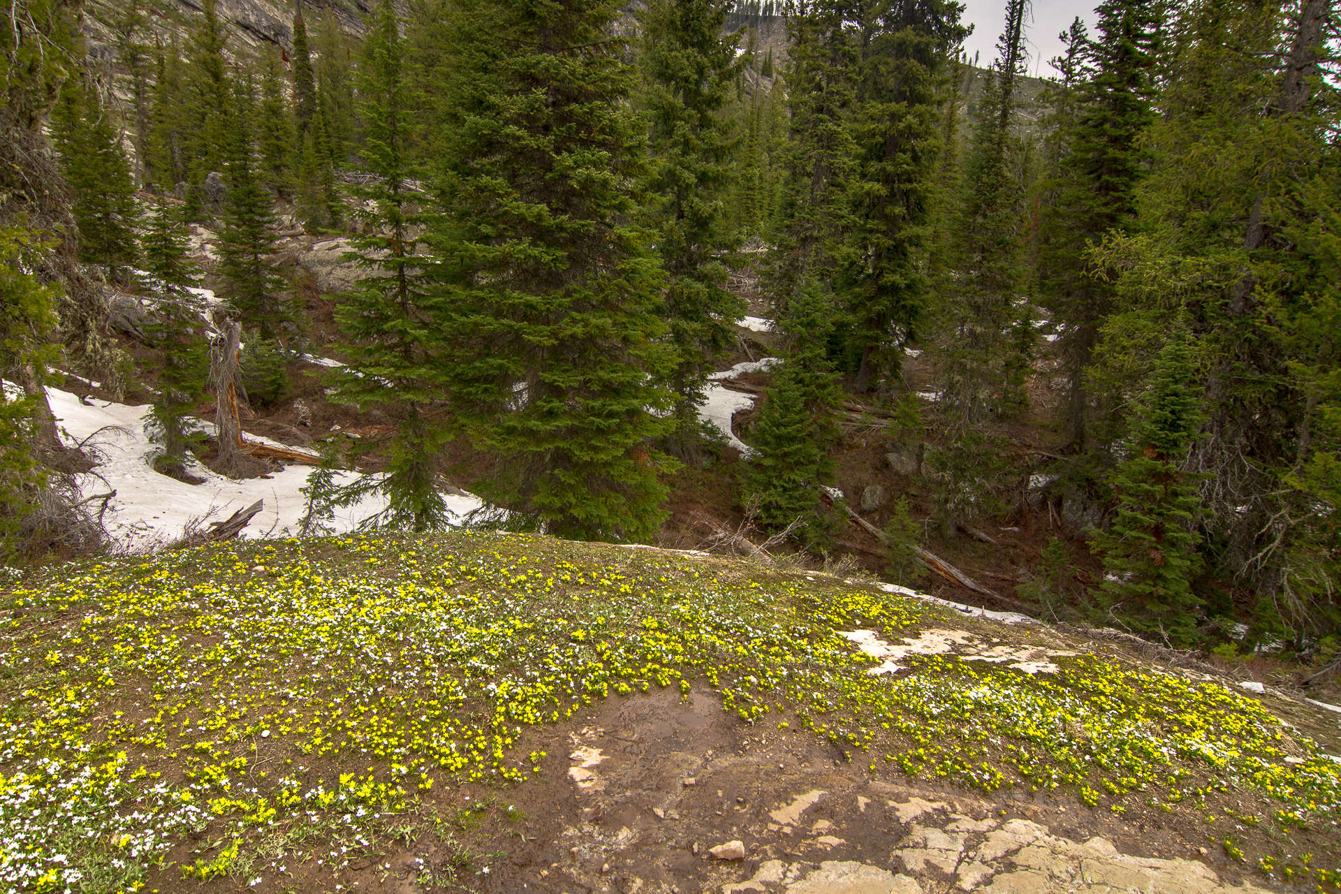 Jenny Lake Loop
