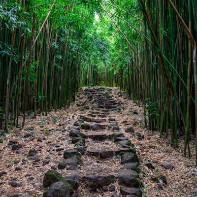 Hike Through a Bamboo Forest in Maui 