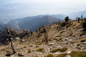 Ontario Peak and Cucamonga Peak via Icehouse Canyon Trailhead