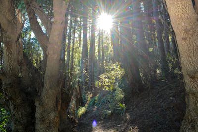 Hike the Pomo Canyon Red-Hill Loop