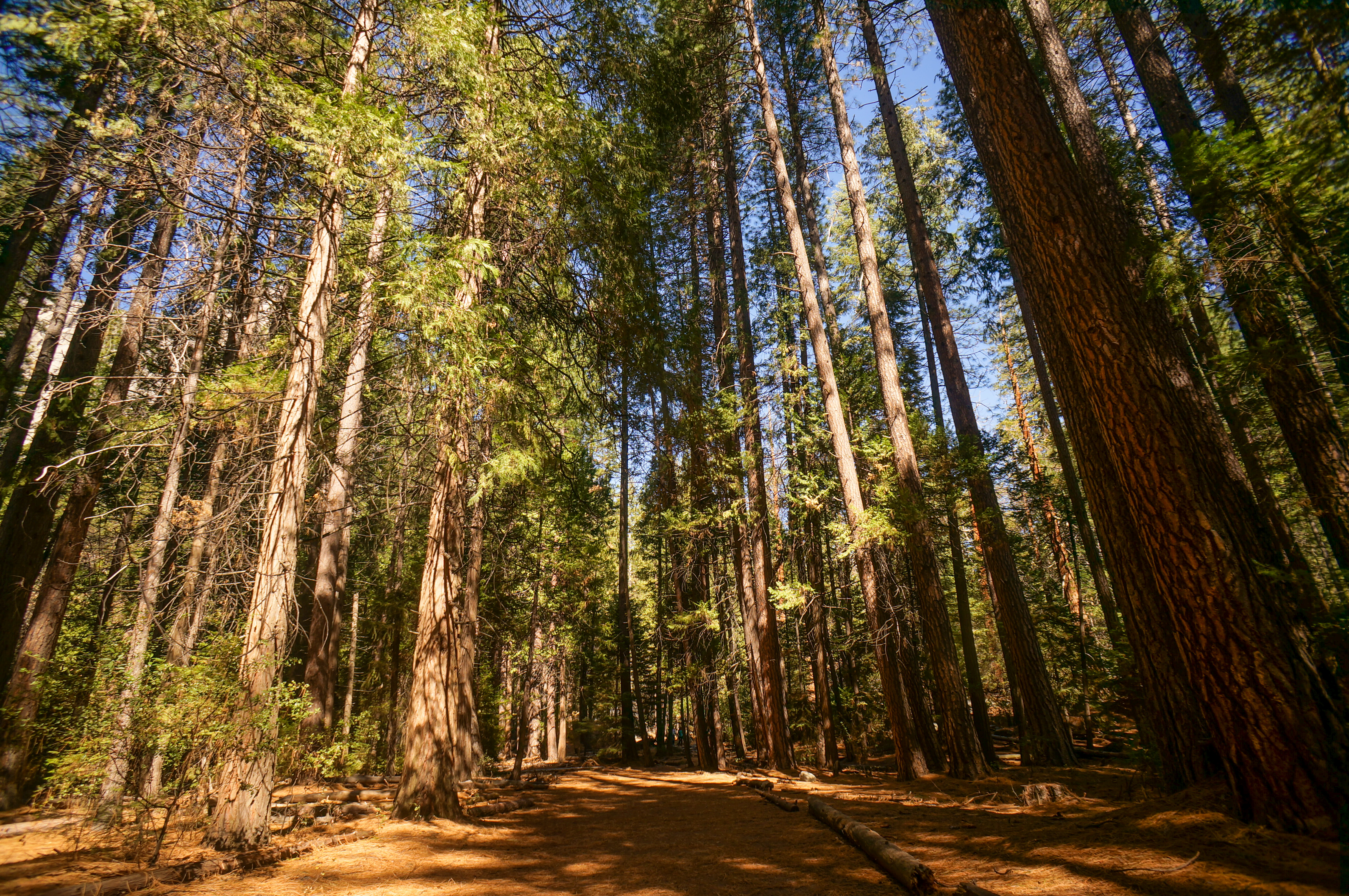 Hike to Hidden Falls (aka Tenaya Creek Falls)
