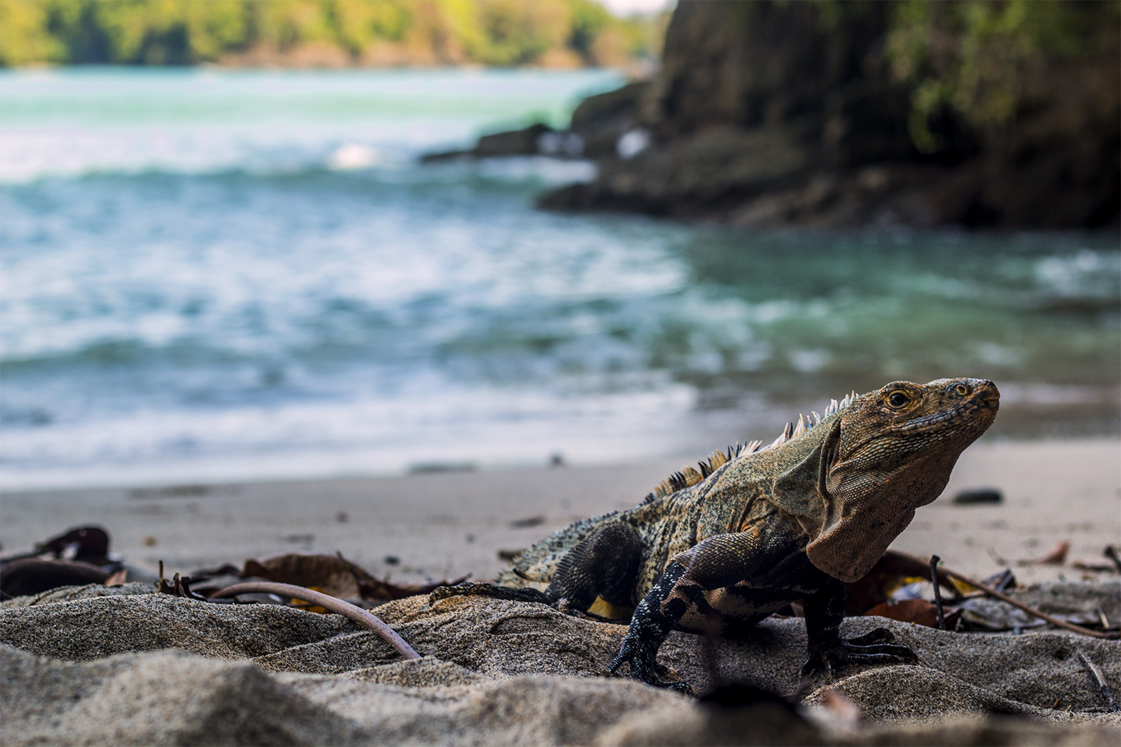 Explore Playa Espadilla Beach