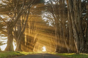 Photograph the Cypress Tree Tunnel in Point Reyes