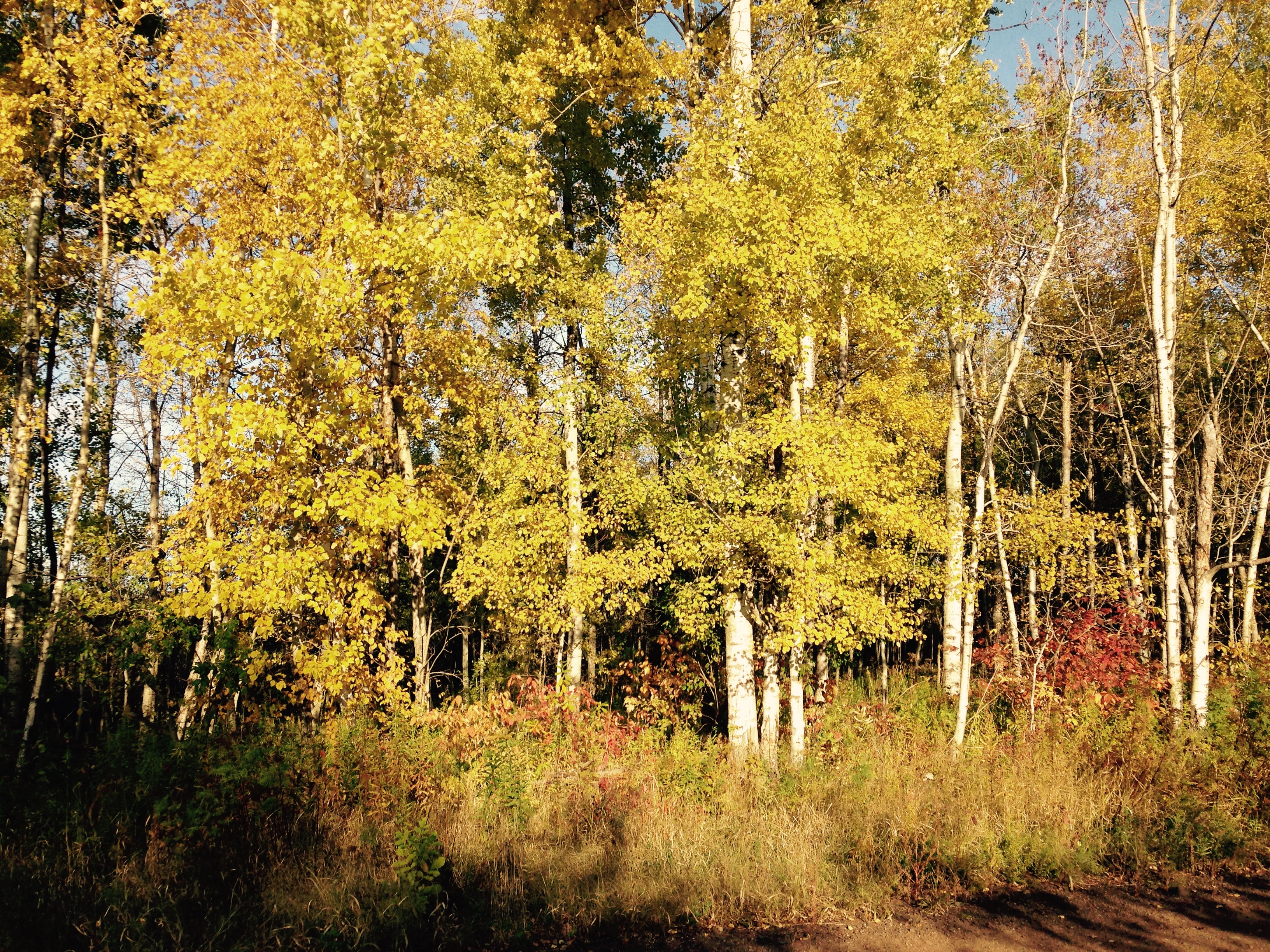 Bike the Osaugie Trail