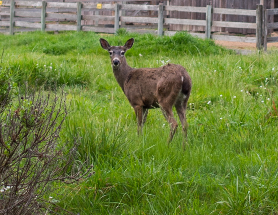 Cruising Pacific Coast Highway in Northern California