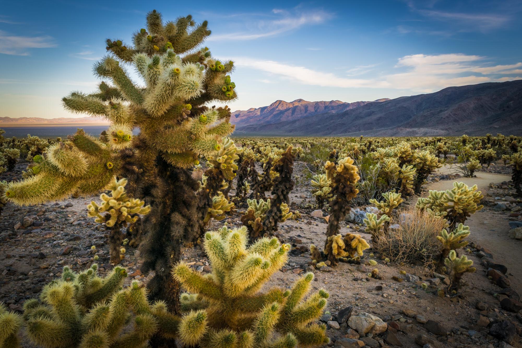 Cholla Cactus Gardens