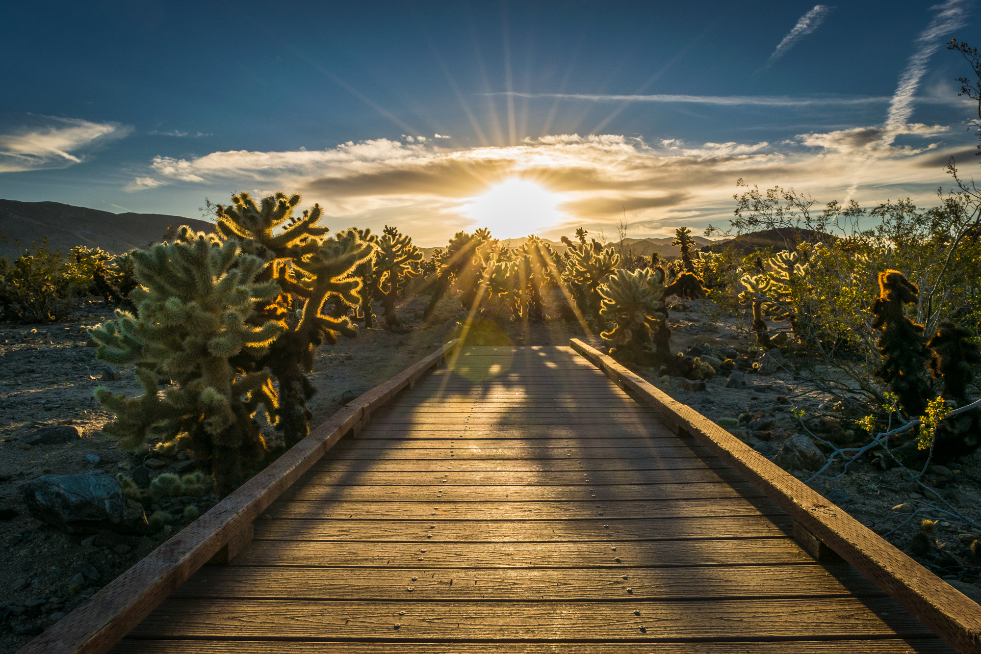 Cholla Cactus Gardens