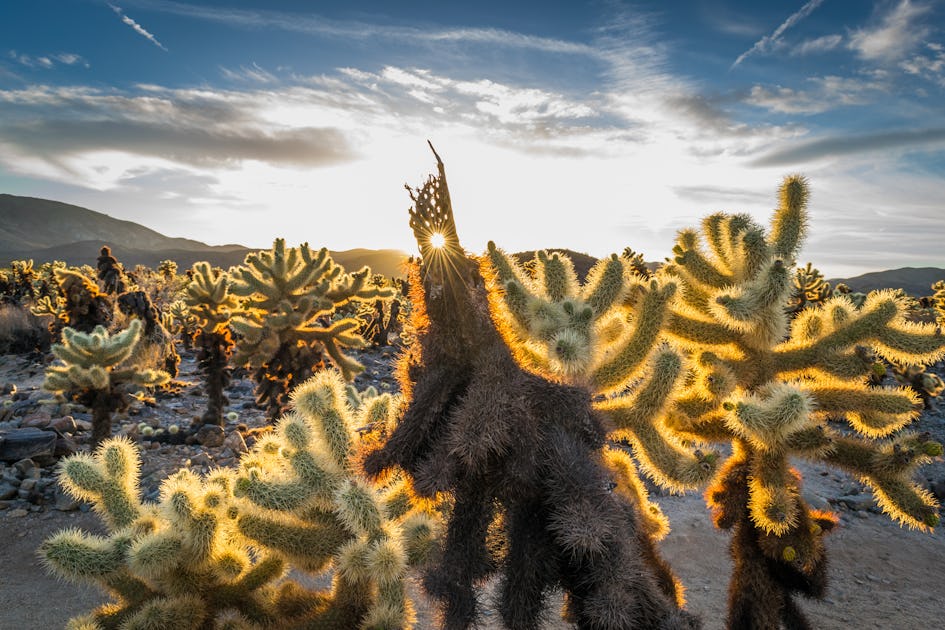 Photograph The Cholla Cactus Gardens At Sunrise Or Sunset Riverside