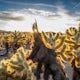 Photograph the Cholla Cactus Gardens at Sunrise or Sunset