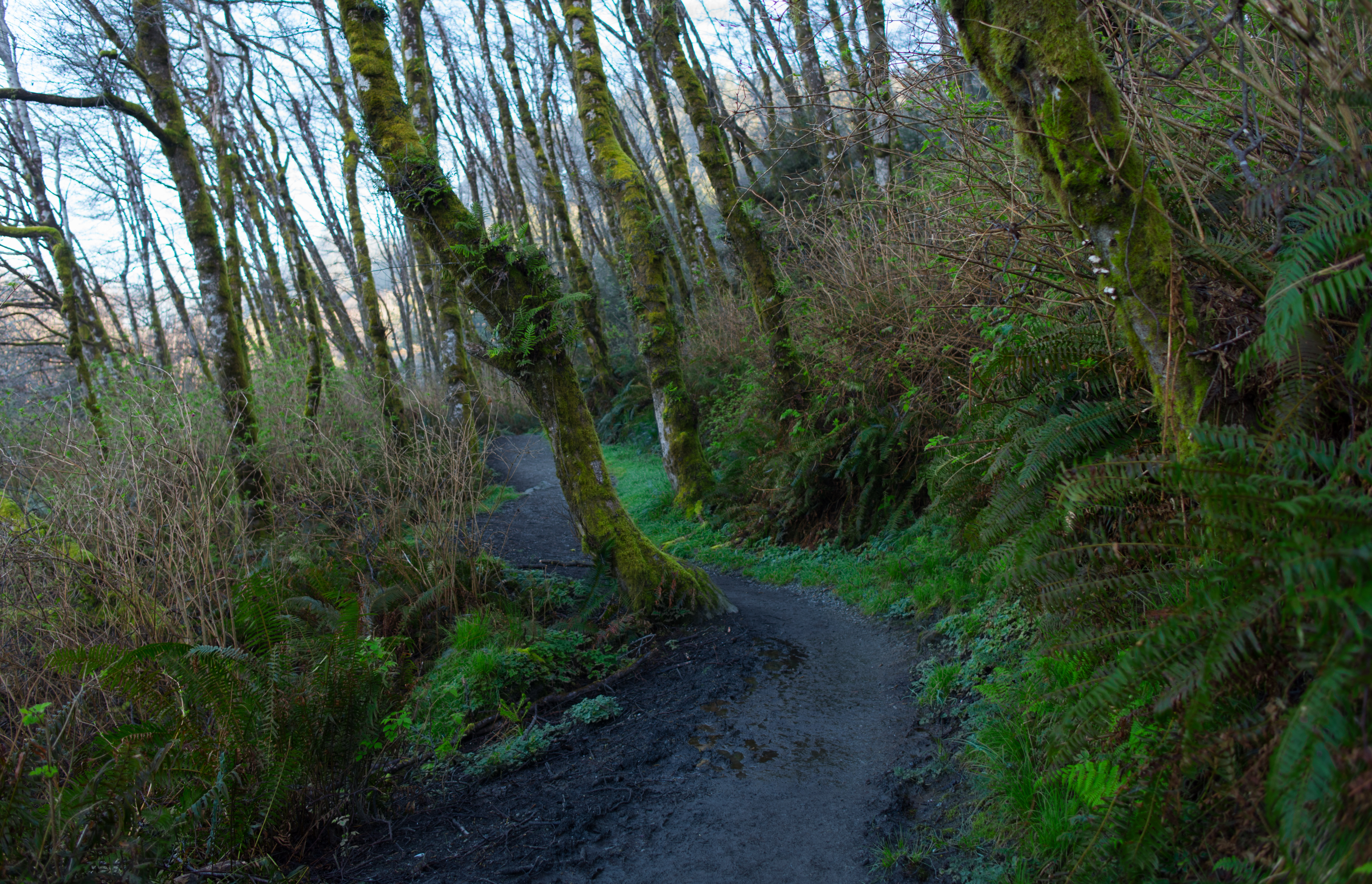Fern Canyon