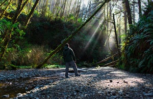 Fern Canyon