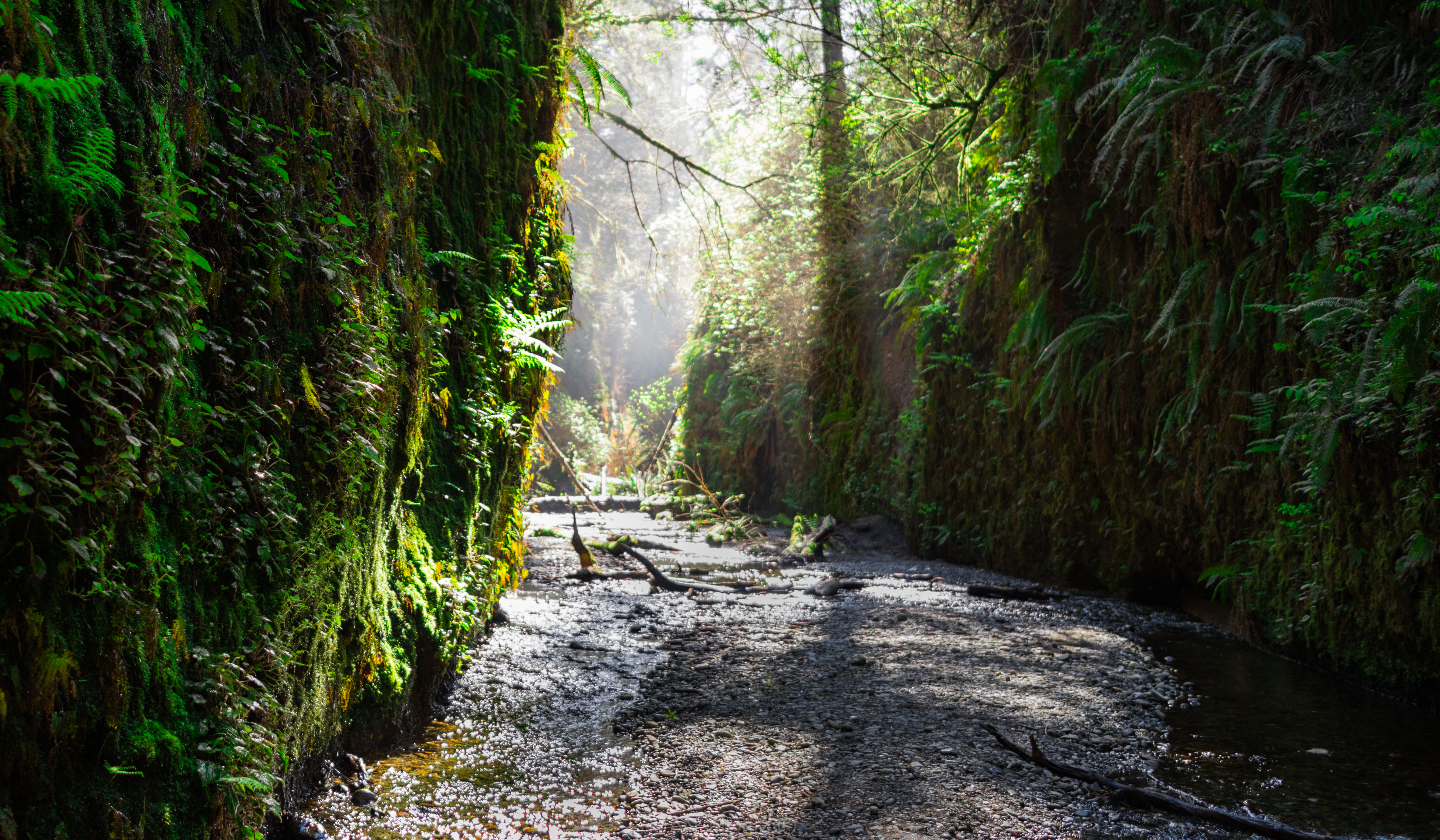 Fern Canyon