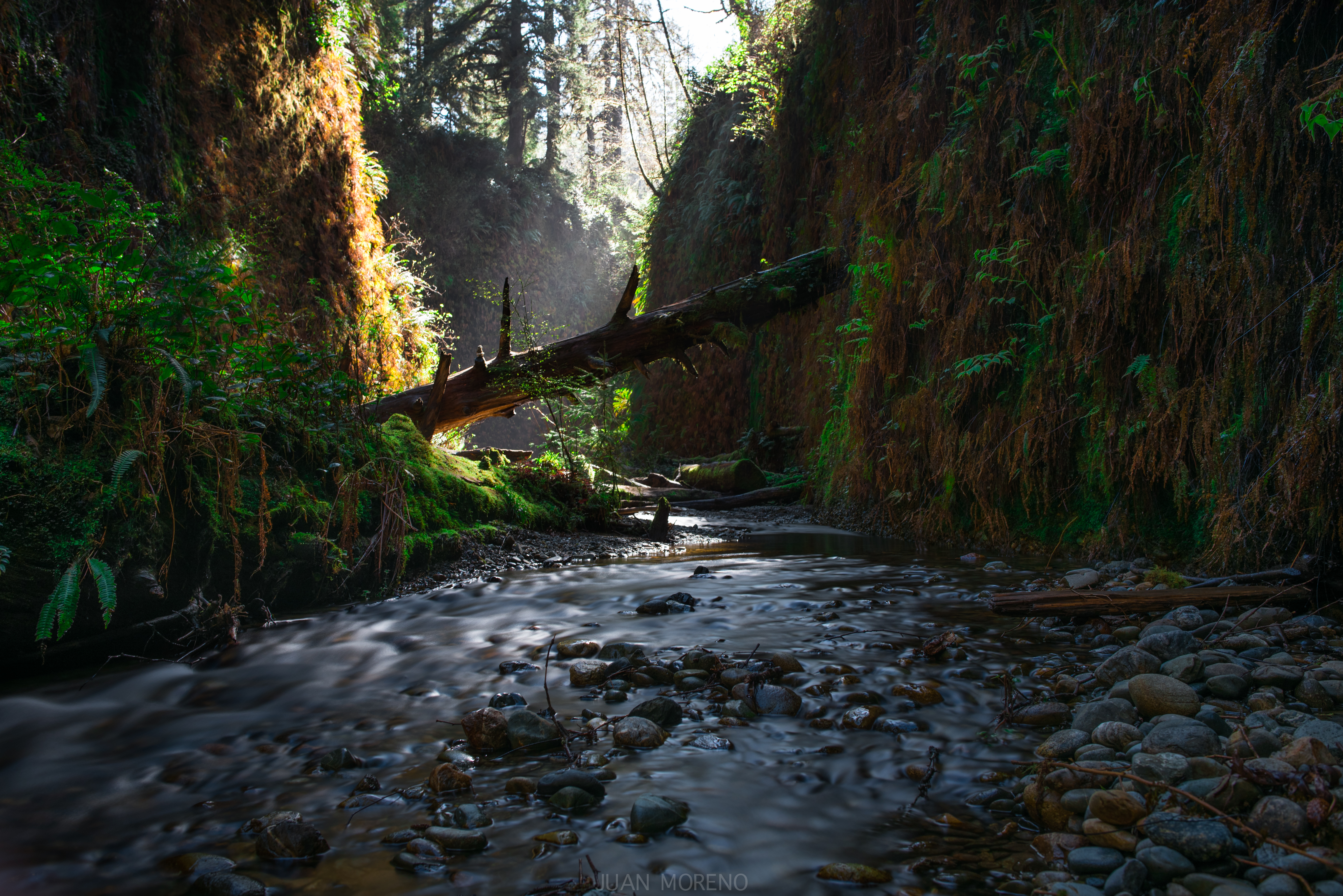 Fern Canyon