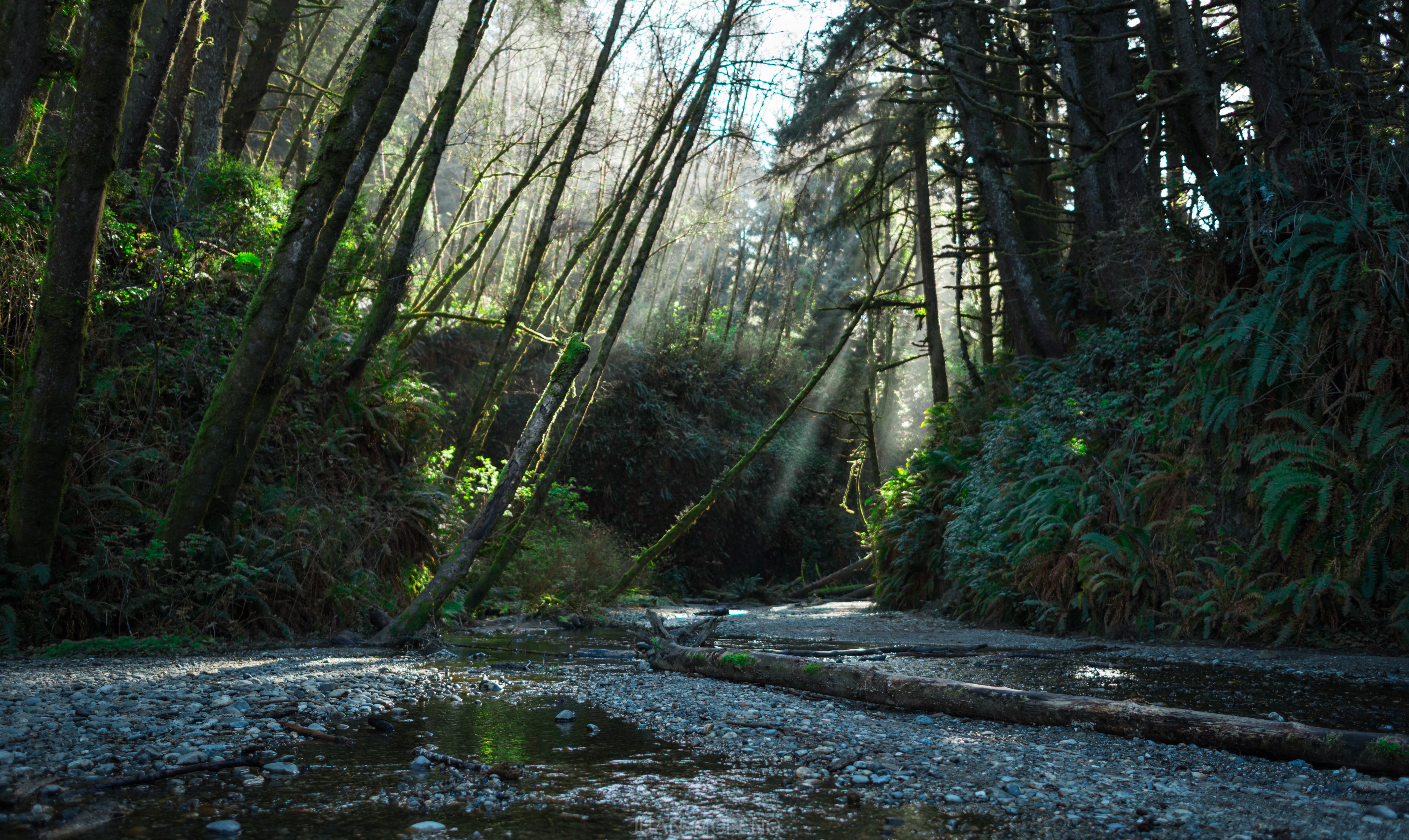 Fern Canyon
