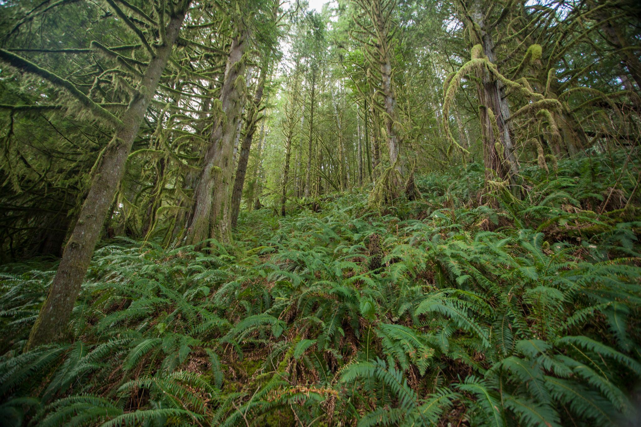 Camp in Golden Ears Provincial Park