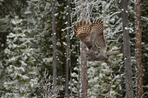 Bird Watch Along Moose Willson Road